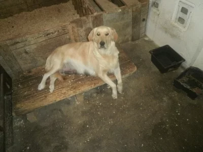 Zlatý retrívr, štěňata